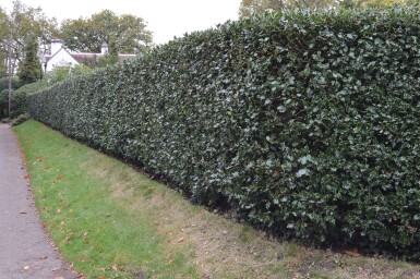 Ilex aquifolium 125-150 cm - Rodklump