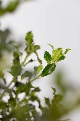 Ilex aquifolium 'Alaska'