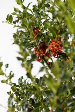 Stechpalme / Ilex Aquifolium Alaska