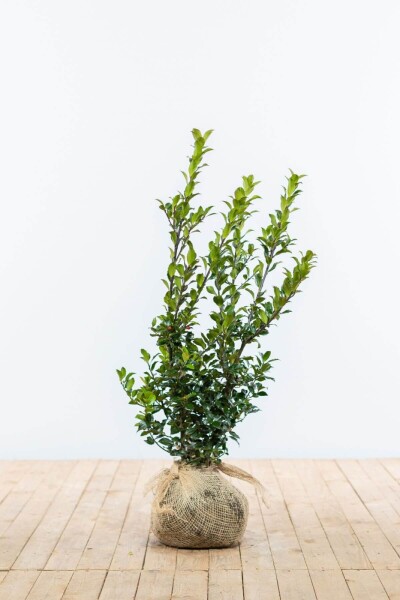 Stechpalme / Ilex Meserveae Blue Maid