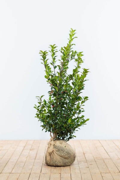 Stechpalme / Ilex Meserveae Blue Maid 80-100 cm Stechpalme / Ilex Meserveae Blue Maid 80-100 cm