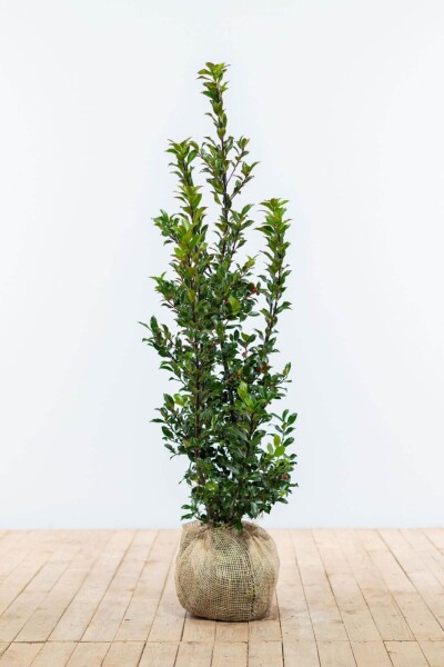 Stechpalme / Ilex Meserveae Blue Maid 100-125 cm Stechpalme / Ilex Meserveae Blue Maid 100-125 cm