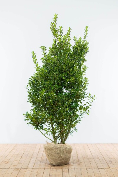 Stechpalme / Ilex Meserveae Blue Maid 150-175 cm Stechpalme / Ilex Meserveae Blue Maid 150-175 cm