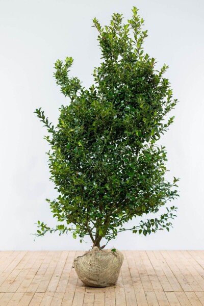 Stechpalme / Ilex Meserveae Blue Maid 175-200 cm Stechpalme / Ilex Meserveae Blue Maid 175-200 cm