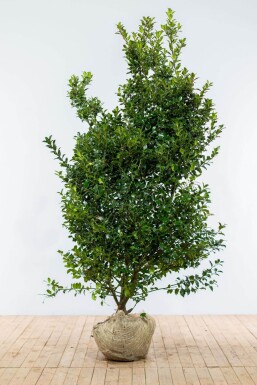 Stechpalme / Ilex Meserveae Blue Maid