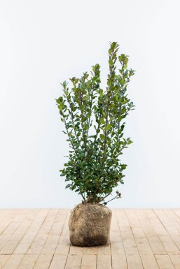 Stechpalme / Ilex Meserveae Blue Prince