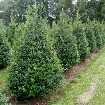 Stechpalme / Ilex Meserveae Blue Prince