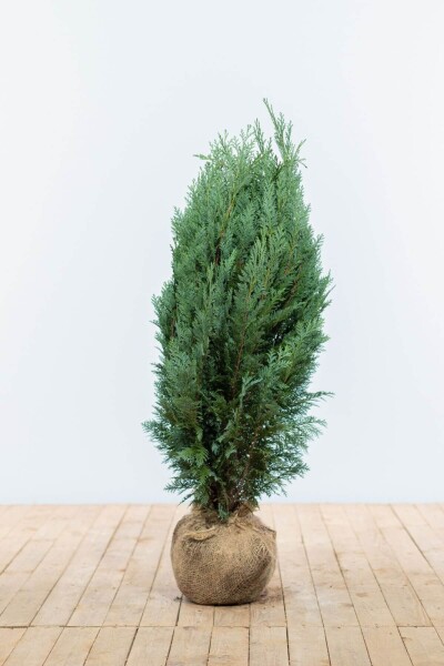 Chamaecyparis lawsoniana 'Columnaris Glauca' 80-100 cm Chamaecyparis lawsoniana 'Columnaris Glauca' 80-100 cm