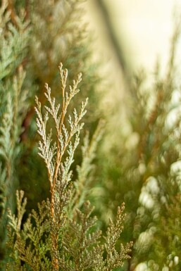 Blaue Scheinzypresse Chamaecyparis Lawsoniana Columnaris Glauca