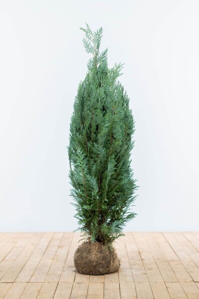 Chamaecyparis lawsoniana 'Columnaris Glauca' 100-120 cm Chamaecyparis lawsoniana 'Columnaris Glauca' 100-120 cm