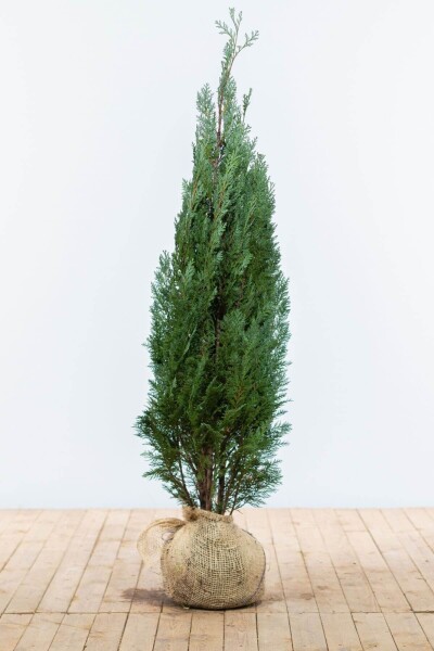 Chamaecyparis lawsoniana 'Columnaris Glauca' 120-140 cm Chamaecyparis lawsoniana 'Columnaris Glauca' 120-140 cm