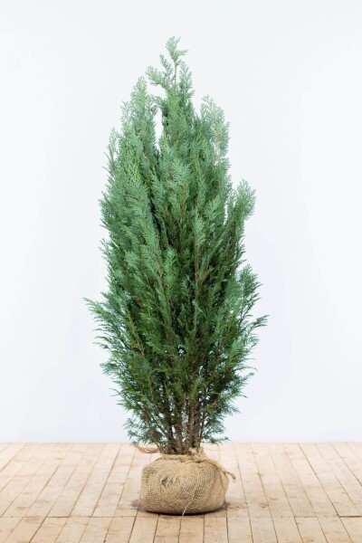 Cipres / Chamaecyparis Lawsoniana Columnaris Glauca 140-160 cm Cipres / Chamaecyparis Lawsoniana Columnaris Glauca 140-160 cm