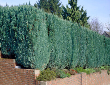 Blaue Scheinzypresse Chamaecyparis Lawsoniana Columnaris Glauca