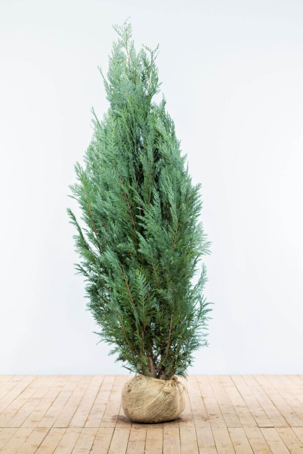 Chamaecyparis lawsoniana 'Columnaris Glauca' Ädelcypress häck 160-180 rotboll Chamaecyparis lawsoniana 'Columnaris Glauca' 160-180 cm