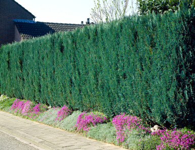 Blaue Scheinzypresse Chamaecyparis Lawsoniana Columnaris Glauca