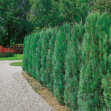 Blaue Scheinzypresse Chamaecyparis Lawsoniana Columnaris Glauca