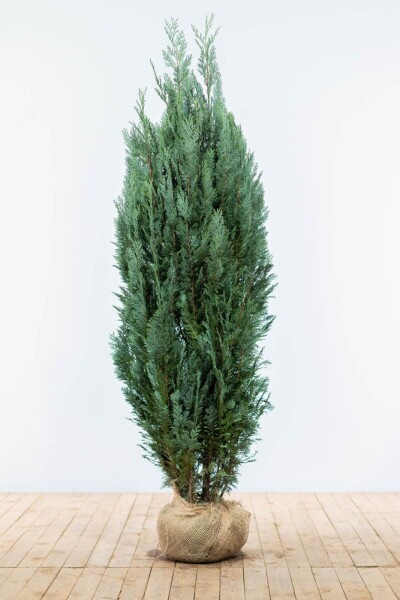 Chamaecyparis lawsoniana 'Columnaris Glauca' 180-200 cm Chamaecyparis lawsoniana 'Columnaris Glauca' 180-200 cm