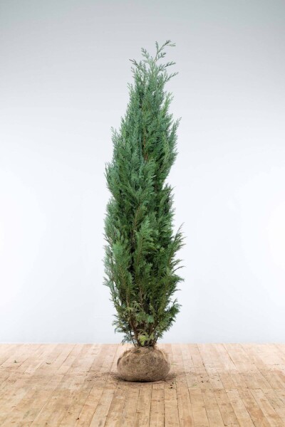 Chamaecyparis lawsoniana 'Columnaris Glauca' 200-225 cm Chamaecyparis lawsoniana 'Columnaris Glauca' 200-225 cm