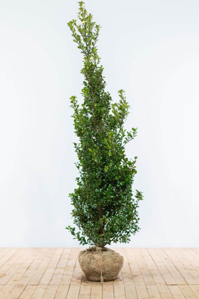 Ilex × meserveae 'Heckenfee' 175-200 cm Ilex × meserveae 'Heckenfee' 175-200 cm