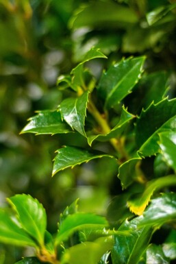 Stechpalme / Ilex Meserveae Heckenfee