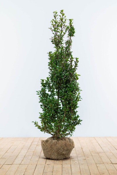 Stechpalme / Ilex Meserveae Heckenpracht 80-100 cm Stechpalme / Ilex Meserveae Heckenpracht 80-100 cm