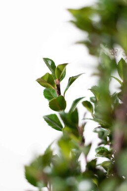 Stechpalme / Ilex Meserveae Heckenpracht