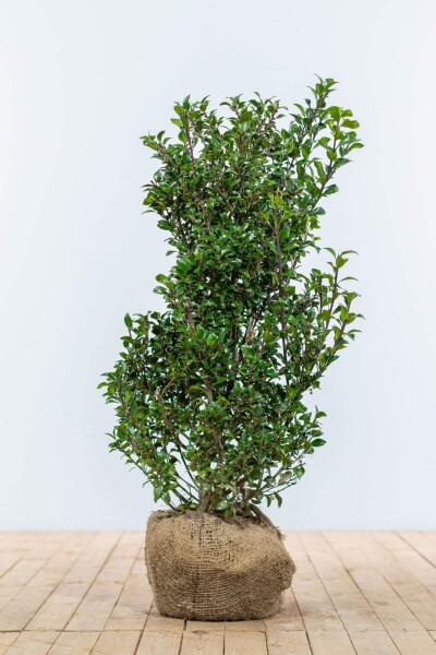 Stechpalme / Ilex Meserveae Heckenpracht 100-125 cm Stechpalme / Ilex Meserveae Heckenpracht 100-125 cm