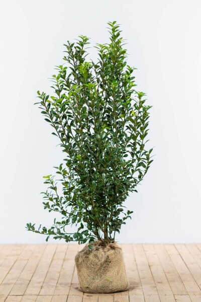 Stechpalme / Ilex Meserveae Heckenpracht 125-150 cm Stechpalme / Ilex Meserveae Heckenpracht 125-150 cm