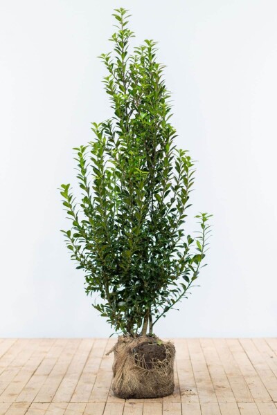 Stechpalme / Ilex Meserveae Heckenpracht 150-175 cm Stechpalme / Ilex Meserveae Heckenpracht 150-175 cm
