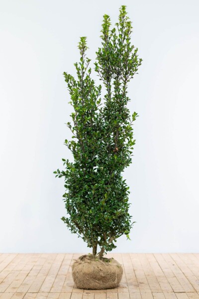 Ilex × meserveae 'Heckenpracht' 175-200 cm Ilex × meserveae 'Heckenpracht' 175-200 cm