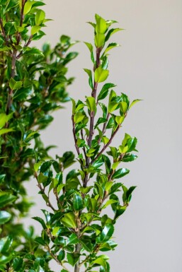 Stechpalme / Ilex Meserveae Heckenstar