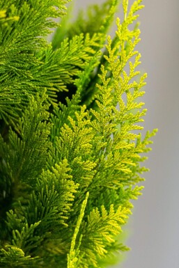 Cypres / Chamaecyparis Lawsoniana Columnaris Ivonne