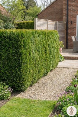 Cipres / Chamaecyparis Lawsoniana Ivonne 60-80 cm - Kluit