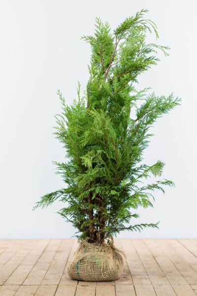 Chamaecyparis lawsoniana 'Ivonne' 80-100 cm Chamaecyparis lawsoniana 'Ivonne' 80-100 cm