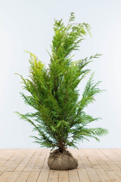 Chamaecyparis lawsoniana 'Ivonne' 100-120 cm Chamaecyparis lawsoniana 'Ivonne' 100-120 cm