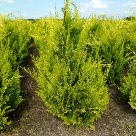 Chamaecyparis lawsoniana 'Ivonne' Guldcypress häck 100-120 rotboll Chamaecyparis lawsoniana 'Ivonne' 100-120 cm
