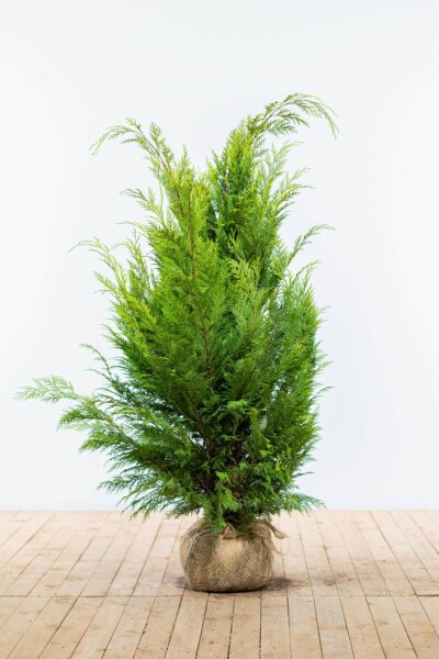 Chamaecyparis lawsoniana 'Ivonne' 120-140 cm Chamaecyparis lawsoniana 'Ivonne' 120-140 cm