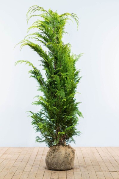 Chamaecyparis lawsoniana 'Ivonne' 140-160 cm Chamaecyparis lawsoniana 'Ivonne' 140-160 cm
