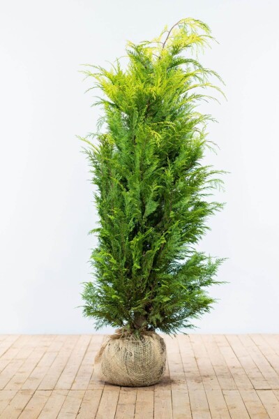 Chamaecyparis lawsoniana 'Ivonne' 160-180 cm Chamaecyparis lawsoniana 'Ivonne' 160-180 cm