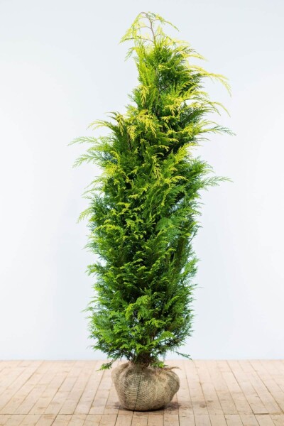 Chamaecyparis lawsoniana 'Ivonne' 180-200 cm Chamaecyparis lawsoniana 'Ivonne' 180-200 cm