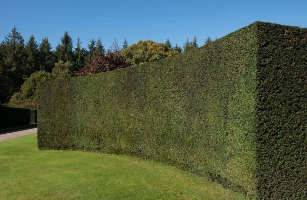 Eiben / Taxus Baccata 40-60 cm