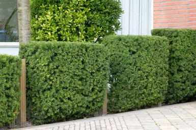Eiben / Taxus Baccata 225-250 cm