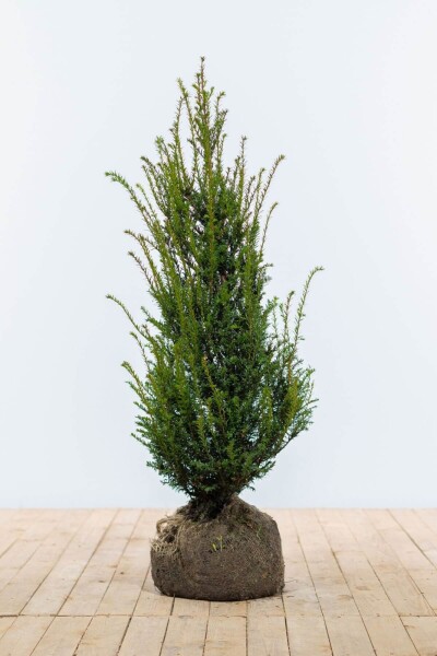 Taxus baccata 100-120 cm