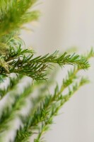 Eiben / Taxus Baccata