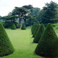 Eiben / Taxus Baccata