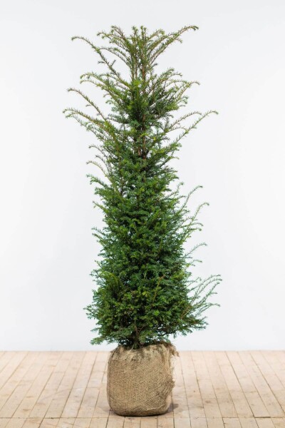 Eiben / Taxus Baccata