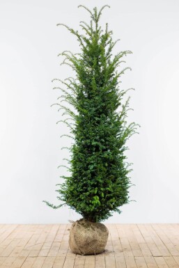 Eiben / Taxus Baccata