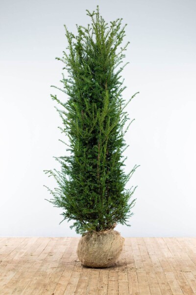 Eiben / Taxus Baccata