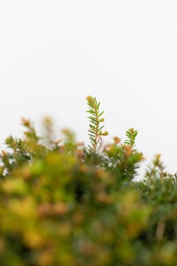 Eiben / Eibe Kugel Taxus Baccata Kugelform