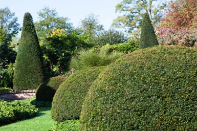 Eiben / Eibe Kugel Taxus Baccata Kugelform